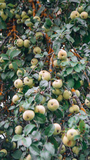 When is the Best Time to Pick Apples for the Juiciest, Sweetest Bites