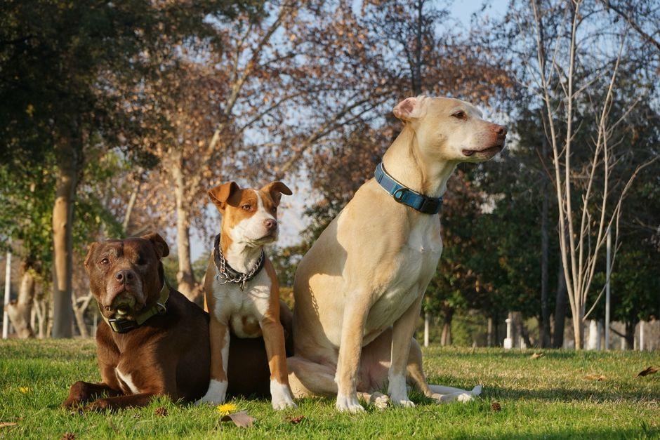 Is the Pitbull the Best Fighting Dog? What You Need to Know Before Choosing One