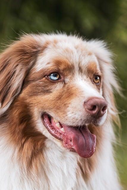 What Are the Best Dogs to Breed for a Friendly, Loving Companion